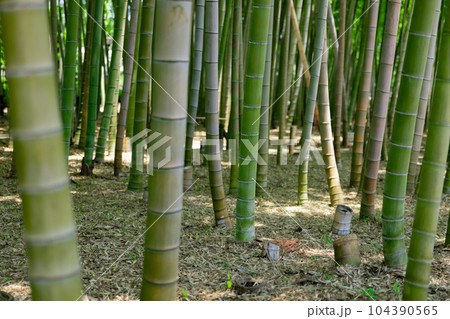 大門竹の子公園の新緑の竹林と切り株【エコイメージ】 104390565