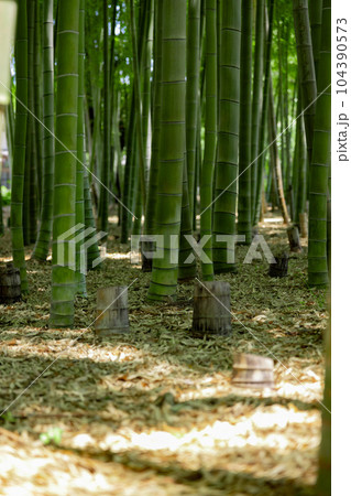 大門竹の子公園の新緑の竹林と切り株【エコイメージ】 大門竹の子公園の新緑の竹林と切り株【エコイメージ】 104390573
