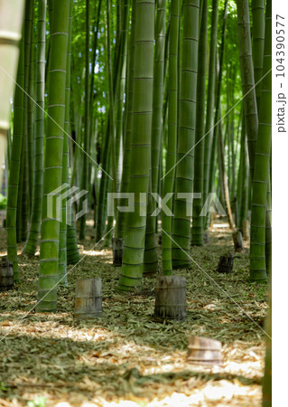 大門竹の子公園の新緑の竹林と切り株【エコイメージ】 104390577
