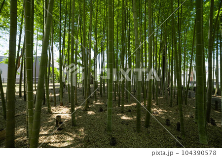 大門竹の子公園の新緑の竹林と切り株【エコイメージ】 104390578