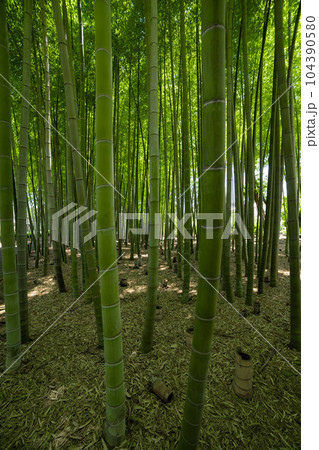 大門竹の子公園の新緑の竹林と切り株【エコイメージ】 大門竹の子公園の新緑の竹林と切り株【エコイメージ】 104390580