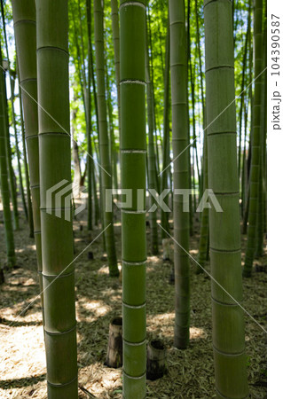 大門竹の子公園の新緑の竹林と切り株【エコイメージ】 大門竹の子公園の新緑の竹林と切り株【エコイメージ】 104390587