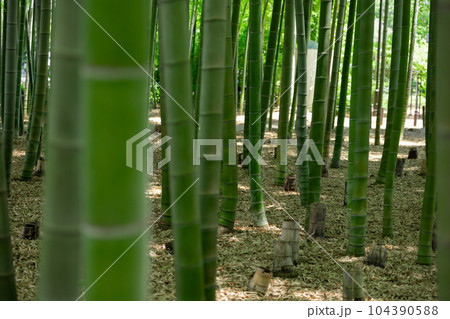 大門竹の子公園の新緑の竹林と切り株【エコイメージ】 104390588