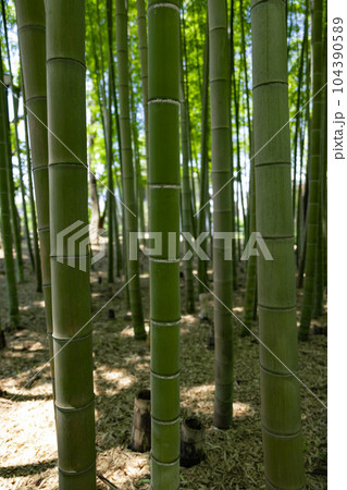 大門竹の子公園の新緑の竹林と切り株【エコイメージ】 大門竹の子公園の新緑の竹林と切り株【エコイメージ】 104390589