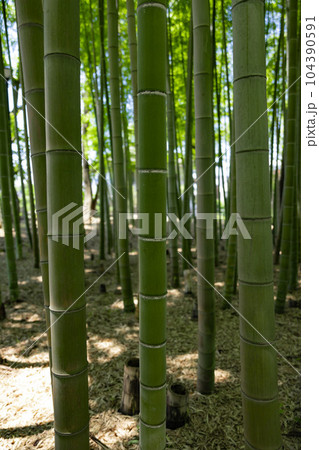 大門竹の子公園の新緑の竹林と切り株【エコイメージ】 104390591