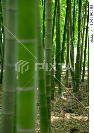 大門竹の子公園の新緑の竹林と切り株【エコイメージ】 104390592