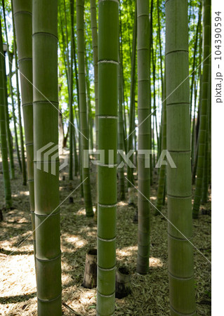 大門竹の子公園の新緑の竹林と切り株【エコイメージ】 104390594