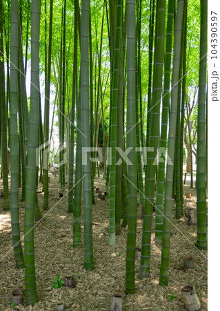 大門竹の子公園の新緑の竹林と切り株【エコイメージ】 104390597
