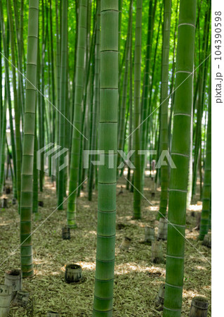 大門竹の子公園の新緑の竹林と切り株【エコイメージ】 104390598