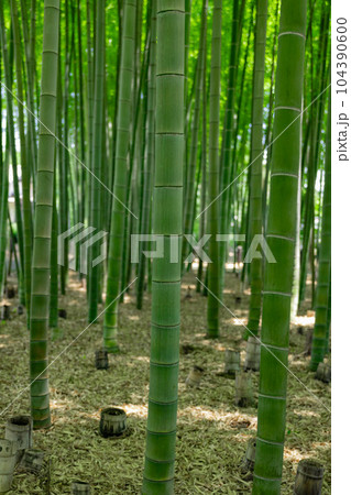 大門竹の子公園の新緑の竹林と切り株【エコイメージ】 104390600