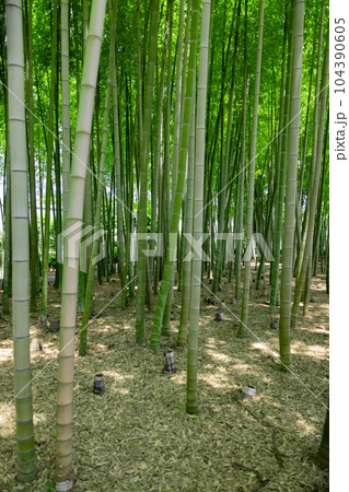 大門竹の子公園の新緑の竹林と切り株【エコイメージ】 104390605