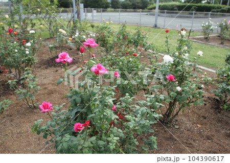 荒尾市　おもやい市民花壇　バラの花、 104390617