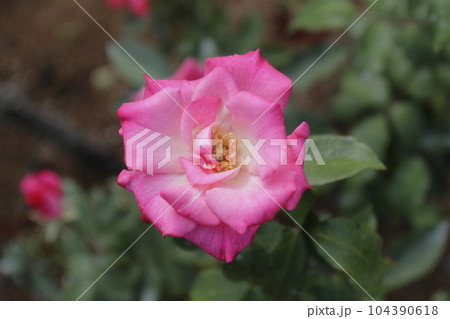 荒尾市　おもやい市民花壇　バラの花、 104390618