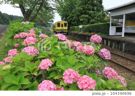 いすみ鉄道「小谷松駅に咲く美しい紫陽花風景」 104390696