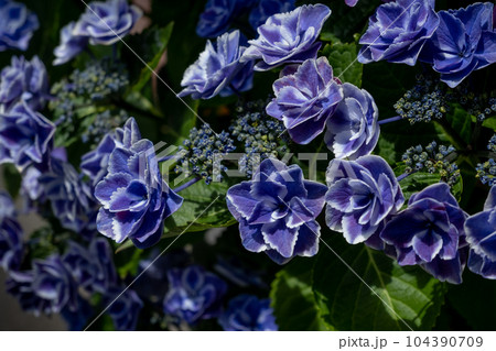 額紫陽花のアップ 額紫陽花のアップ 104390709