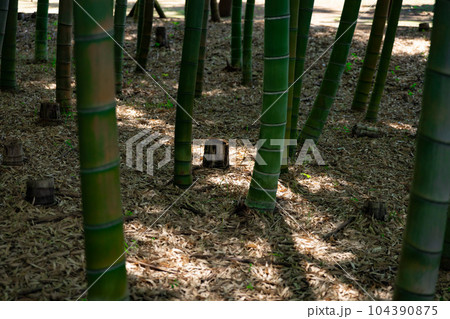 大門竹の子公園の竹の切り株【エコイメージ】 104390875