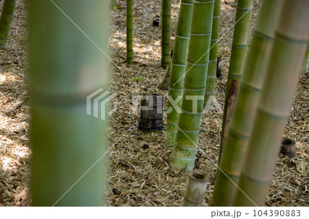 大門竹の子公園の竹の切り株【エコイメージ】 大門竹の子公園の竹の切り株【エコイメージ】 104390883