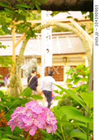 茅の輪とあじさい 9 茅の輪とあじさい 9 104390903