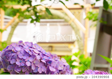 茅の輪とあじさい 4 104390908