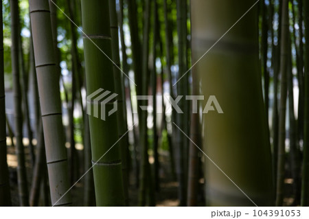 大門竹の子公園の新緑の竹林【エコイメージ】 大門竹の子公園の新緑の竹林【エコイメージ】 104391053