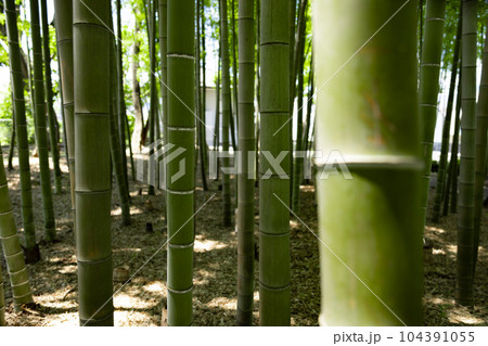 大門竹の子公園の新緑の竹林【エコイメージ】 104391055