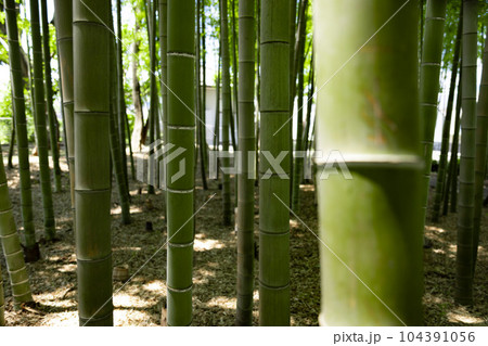 大門竹の子公園の新緑の竹林【エコイメージ】 104391056
