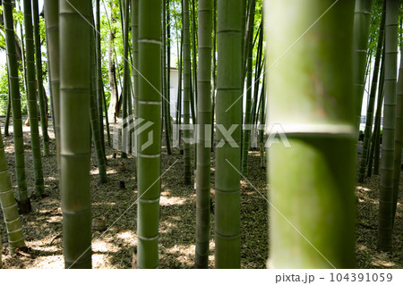 大門竹の子公園の新緑の竹林【エコイメージ】 104391059