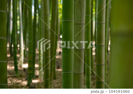 大門竹の子公園の新緑の竹林【エコイメージ】 104391060