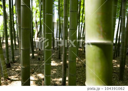 大門竹の子公園の新緑の竹林【エコイメージ】 104391062