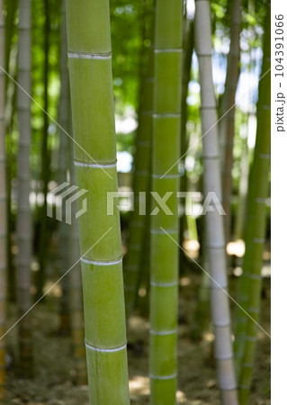 大門竹の子公園の新緑の竹林【エコイメージ】 104391066