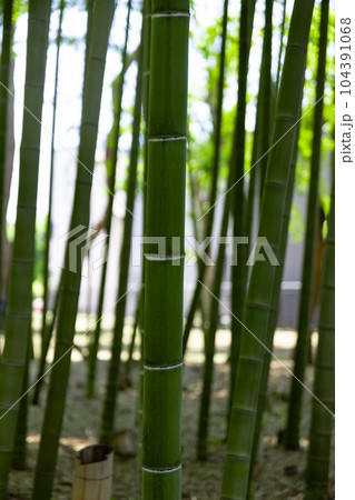 大門竹の子公園の新緑の竹林【エコイメージ】 104391068