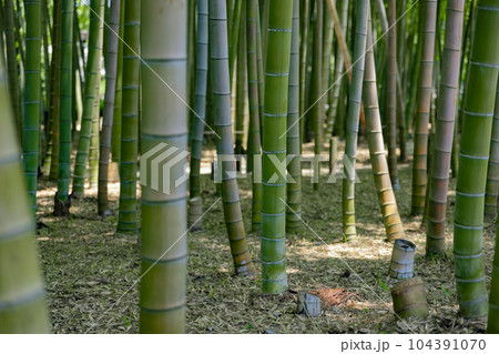 大門竹の子公園の新緑の竹林【エコイメージ】 104391070