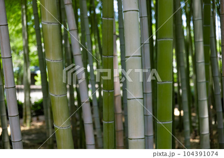 大門竹の子公園の新緑の竹林【エコイメージ】 104391074