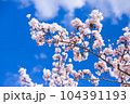 青空の桜 104391193