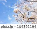 青空の桜 104391194