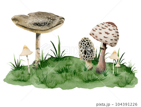 Amanita panther cap poisonous mushrooms, toadstool and fungus growing on green hill with grass watercolor illustration isolated on white background 104391226
