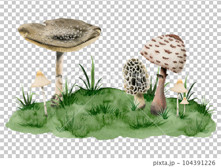 Amanita panther cap poisonous mushrooms, toadstool and fungus growing on green hill with grass watercolor illustration isolated on white background 104391226