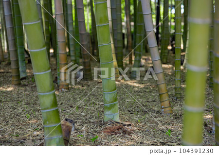 大門竹の子公園の新緑の竹林【エコイメージ】 104391230