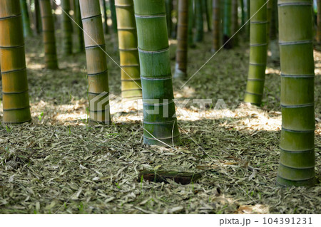 大門竹の子公園の新緑の竹林【エコイメージ】 大門竹の子公園の新緑の竹林【エコイメージ】 104391231