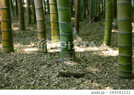 大門竹の子公園の新緑の竹林【エコイメージ】 104391232
