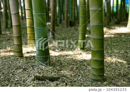 大門竹の子公園の新緑の竹林【エコイメージ】 104391235