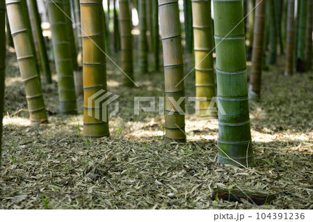 大門竹の子公園の新緑の竹林【エコイメージ】 104391236