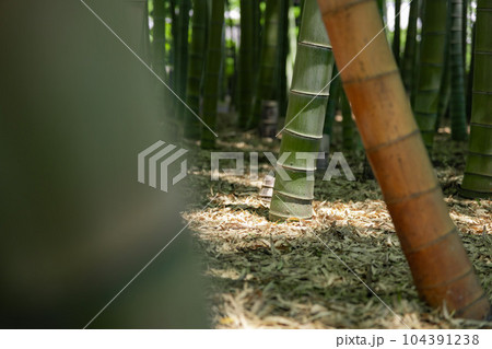 大門竹の子公園の新緑の竹林【エコイメージ】 104391238