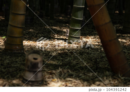 大門竹の子公園の新緑の竹林【エコイメージ】 104391242