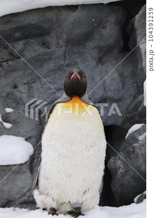 冬の動物園内で立ち姿のキングペンギン 冬の動物園内で立ち姿のキングペンギン 104391259