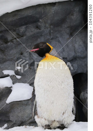雪の中佇むペンギン 雪の中佇むペンギン 104391260