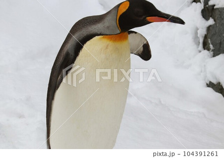 雪の中を歩くキングペンギン 104391261