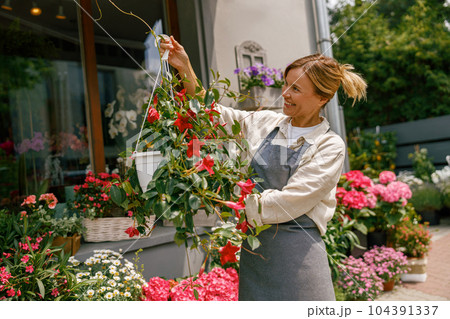 Female florist wearing apron taking care of houseplant in flower shop. Plant care concept 104391337