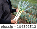 採れたてのねぎ 104391512