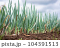 ねぎ畑 104391513